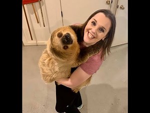 Meet Chewy The Sloth