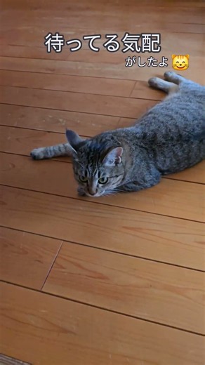 かわいいお帰りなさい😌🎶🏠 #猛暑 #避暑地 #かわいい猫 #ただいま #おかえりなさい