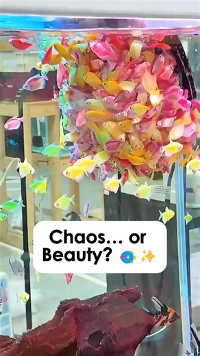 This Looks Like Chaos... But It's Beautiful | Mesmerizing Glofish Moment