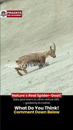 Baby Mountain Goat’s Epic Climb Against Gravity | Nature’s Real Spider-Goat | PRAGNYA IAS