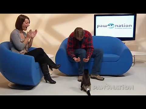 Crystal the Monkey from The Hangover 2, Night at the Museum & Animal Practice