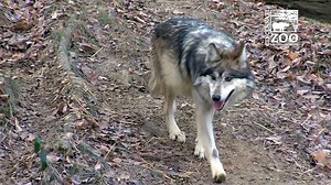 Meet our new handsome male Mexican wolf, Wolfman Jack! He's here as a companion to our female Sedona. There is not a breeding recommendation between these two because Sedona is considered elderly at 14 1/2 years old. | Cincinnati Zoo & Botanical Garden
