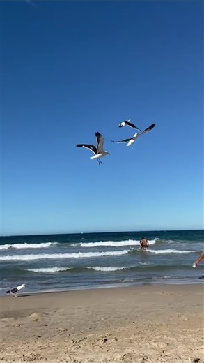 Seagulls and Ocean Waves | Peaceful Beach Moment
