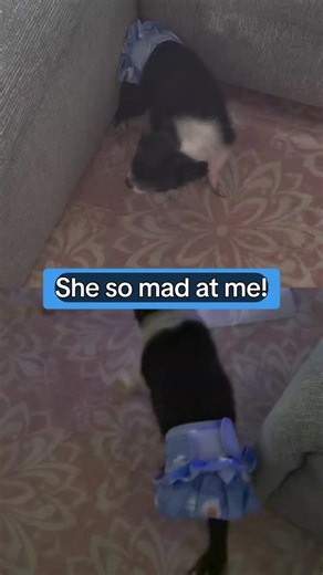 My Chloe is 17 years old now. Shes been peeing and pooping in the house. We just deep cleaned the rugs so diapers it is. Shes been putting all day but normally we have a gate to keep her in the den with access to her doggie door, she doesn't realize its now open and she can come the house again. Its for the better. #Pet #agingpet #doggos