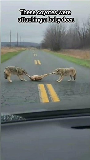 🐺 Wolves Attack… 🦌 Deer Saved by a Kind Man | Animal Rescue Story