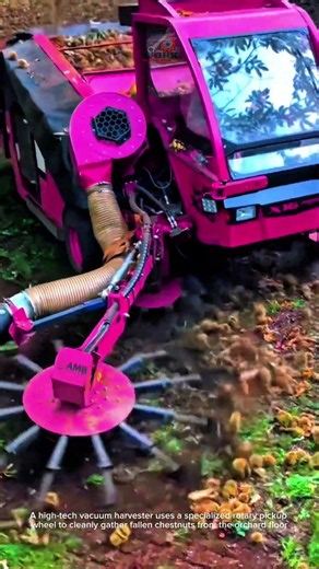 Advanced Mechanical Chestnut Harvester Machine Working Fast
