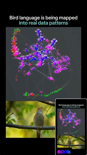 The Architecture of Song: Decoding Avian Signals through Data Modeling 600k Cross