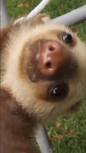 Baby sloth falling meme #cute #sloth #funnymemes #funny