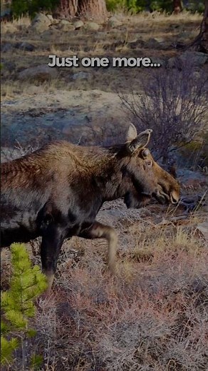 Moose Diet: 70 Pounds a Day in Rocky Mountain National Park 🫎