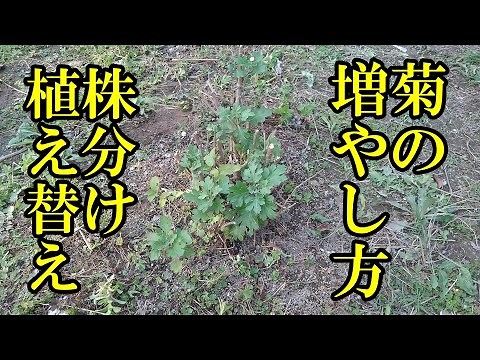 菊の増やし方 株分け How to increase chrysanthemums