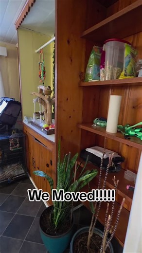 What Da Flock (@whatdaflock)’s videos with original sound - What Da Flock