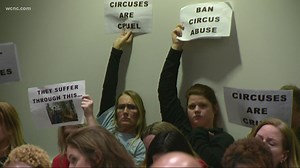 City Council defers vote on ordinance that would ban bullhooks, other devices used on circus animals