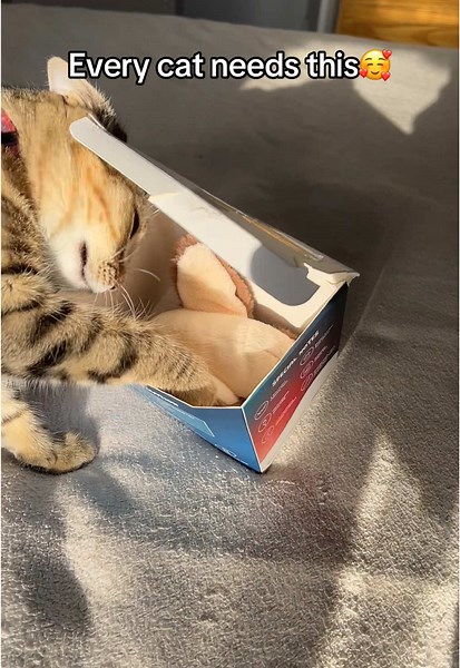 Flappy Chase Cat Toy: Perfect for Lazy Kitties