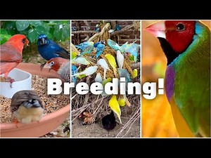 Finch Breeding Update – Eggs & Chicks