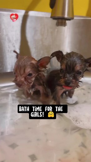 Yorkie Puppies Shower Time #yorkie #yorkshireterrier #yorkielove #yorkielife #yorkiepuppy | I Love Yorkshire Terrier