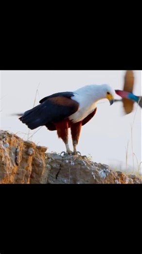 Hunting on the Sky!! #wildlife #birds #animals #lifeisbutadream