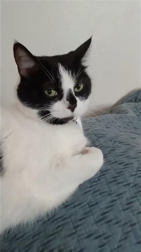 sage helping mama warm up after getting caught in the rain #cat #sweet #like #subscribe #comment