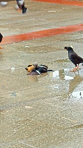 Hunting Bird attack on myna🦜 #birds #hunting #myna #rooster #wildlife #nature #naturephotography #photography #wildlifephotography #photooftheday #naturelovers #travel #love #instagram #instagood | Bird Lovers