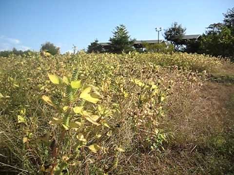 荏胡麻（えごま）の収穫時期（タイミング）を逃さない。