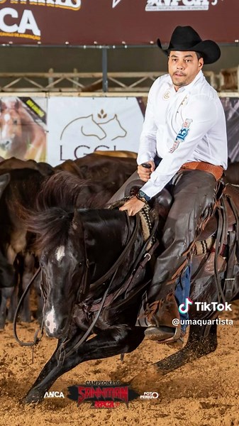 Conheça Spark Smart Cat: O Potrinho Incrível