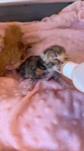 Morning update with Lil Miss Casserole 💕 | Kitten Lady