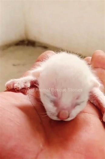 Newborn Kittens Open Their Hearts Before Their Eyes #cat #kitten #shorts