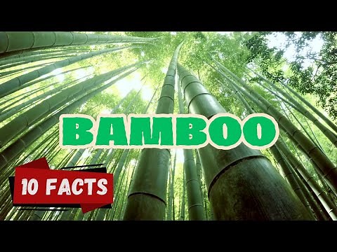 10 Fascinating Facts About Bamboo for kids | Nature’s Fastest, Strongest & Most Surprising Plant