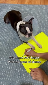 Where did Toby go? 😳❤️😅 | Tobythegentleman