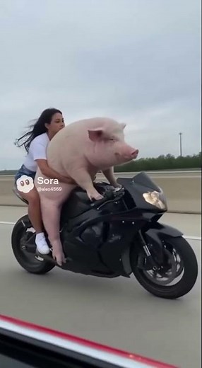 Pig Shows Off Motorcycle Skills 😂#shorts #viralshorts