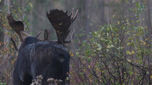 If you're wondering how in the heck a moose can get a tree stuck in it's antlers, like in the photo I posted this morning, here's a fun video to show you! This bull is "raking" or "thrashing" the brush to show his presence and intimidate or challenge other bulls (me in this case, or so he thinks). The bull moose start raking in late summer and early fall to remove the velvet coating from their antlers. That velvet fed their antler growth all summer, and is now done and dead. Once the bull thrash