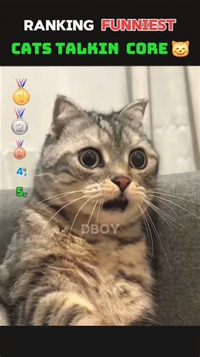 Which Talking Cat Is The Funniest? 🐈 #catsoftiktok #funny
