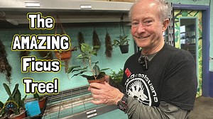 14 reactions | Have you ever kept a Ficus Tree in your home before?  In today's video, Kim is going to give you some fun facts about the Ficus Tree, Ficus benjamina, and give you some tips on how to take care of it.  These are great trees that work well as both houseplants and vivarium plants. For more fun plant videos, subscribe to our YouTube channel! https://www.youtube.com/tyedyediguana #plant #tree #plants #gardening #spring #funfacts #guide | The Tye-Dyed Iguana | Facebook