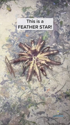 The ocean is literally filled with alien lifeform. 🤩#featherstar #starfish #marine #wildlife #nature #scienceteacher #biogirlmj #justkeepthinking #learningisfun #sg #singaporefood | Just Keep Thinking