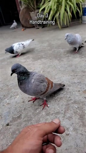 Day 3 of Pigeon Hand Training