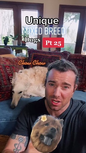 Exploring Unique Mixed Breed Dogs: Chow Chow Mixes