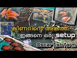 I didn't expect such a setup inside the well | Oscar fish farm in Kerala