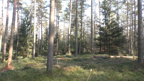 KOMATSU Hauling Giant Wood Logs with Unmatched Strength