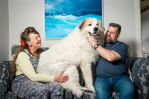 Pyrenean Mountain Dog finds forever home despite being ‘size of small polar bear’