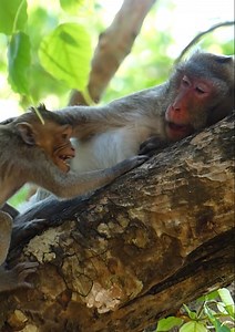 Jane was reject milk little monkey Jazzy! action video monkey Jazzy is requesting milk mom Jane by hungry... | Jane Family