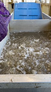 Giving crawfish a bath at Hole 'N Da Wall Seafood before they go into a pot! #crawfish #crawfishboil #seafood @topfans | Landry’s Cajun Cooking