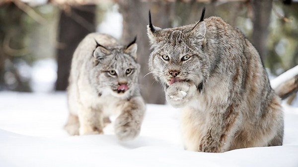 Journey Through Germany’s Wild Alps: A Fascinating Look at Mountain Animals