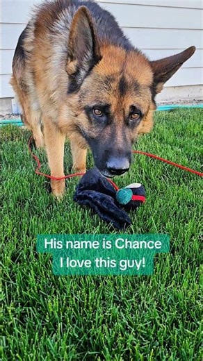 Yay! I get to see one of my favorite pet sitting clients soon! #dogshorts #germanshepherd #cutedogs