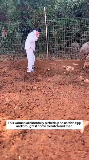 Discover the Adorable World of Baby Emus