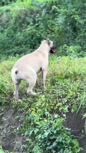 #普雷萨加纳利犬 #萌宠 #家庭伴侣犬