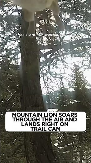 Mountain lion soars through the air and lands right on trail cam