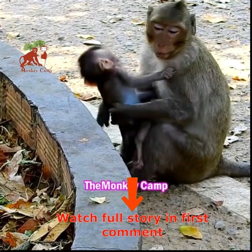 OMG MG this monkey catch little baby so long, | MonkeyCamp