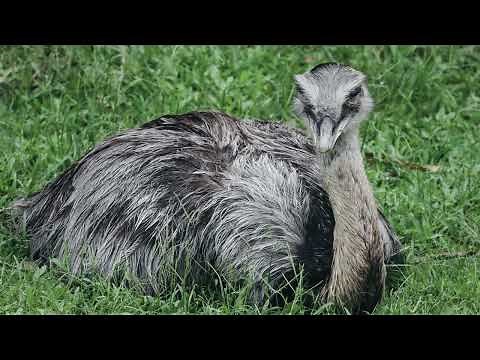Can You Ride an Emu