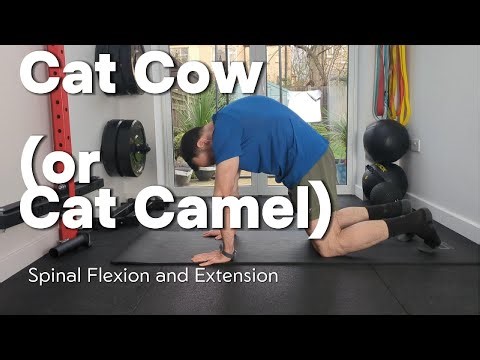 How To Perform Cat Cow Correctly (Spinal Segmentation)