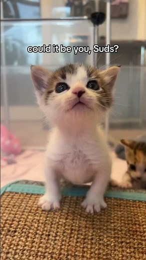 Suds the kitten has a LOT to say!