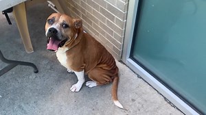 1K views · 66 reactions | Things to know about our senior girl Star...